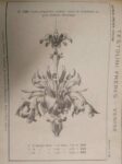 CATALOGO DELLA DITTA TESTOLINI di Venezia. Usine de Verrerie. Lustres glaces. A Murano Fondamenta Lamarmora. - immagine 4