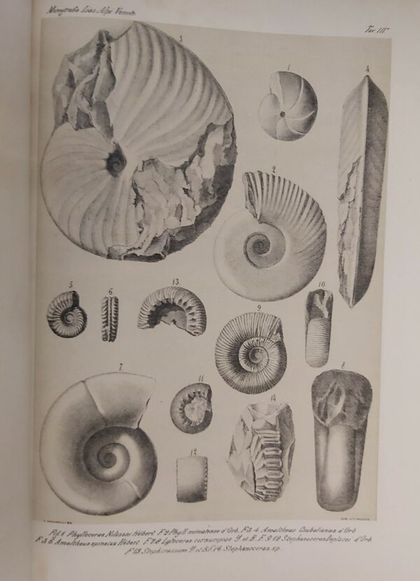 MONOGRAFIA STRATIGRAFICA E PALEONTOLOGICA del Lias nell provincie Venete