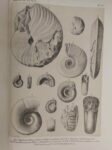 MONOGRAFIA STRATIGRAFICA E PALEONTOLOGICA del Lias nell provincie Venete