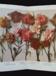 IL GAROFANO (dianthus) nelle sue varietà. Coltura e propagazione di esso. Seconda edizione aumentata con 98 incisioni e tre tavole in tricromia. - immagine 2